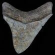 Juvenile Megalodon Tooth - Great Serrations & Tip #63929-3